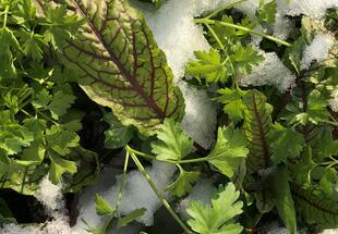Wintergemüse