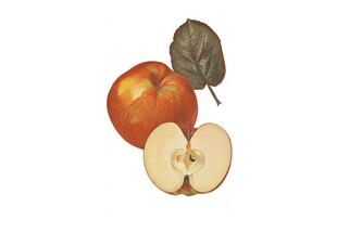 äpfel und blatt