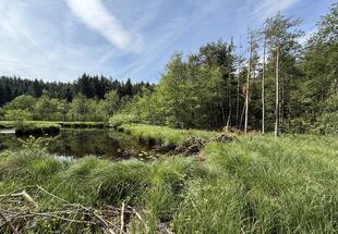 Moorfläche mit Teich und Bäumen