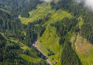 Drohenaufnahme einer grünen Alm, die mit Waldflächen verzahnt ist