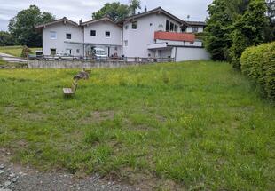 Blumenwiese vor einem Haus