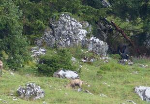 Gemsen und Jaks auf einr Alm