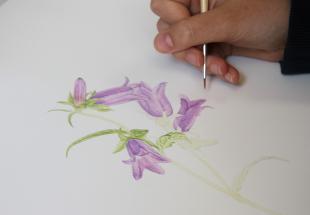 no reuse Botanische Illustrationen