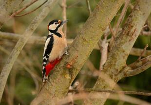 no reuse OEBF 20150101 Eichbüchl Buntspecht