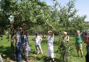 no reuse Schnitt von Obstbäumen im Sommer