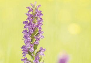 Orchideen Juwelen der Pflanzenwelt