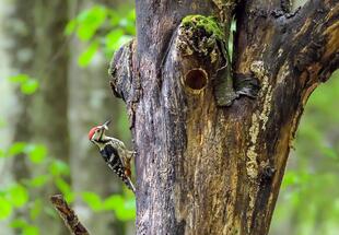 Alm- und Waldsänger im Reichraminger Hintergebirge