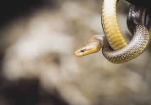 Von Echsen und Schlangen