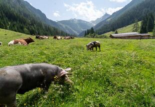 Von der Palfneralm zur Hirzkaralm