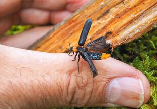 Wildnis im Nationalpark - ein Renaturierungsprozess