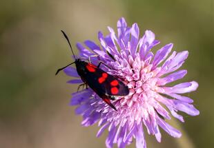 Die Welt der Insekten - Familienexkursion