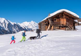 Auf Schneeschuhen Steinböcke beobachten