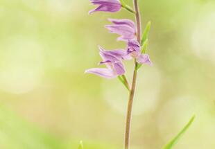 Orchideen - Juwelen der Pflanzenwelt