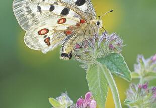 Naturfotografie „vor der Haustüre“