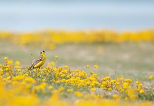 Sommer im Nationalpark