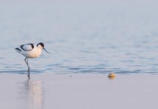 Welche Vögel sind schon da? - Familientour