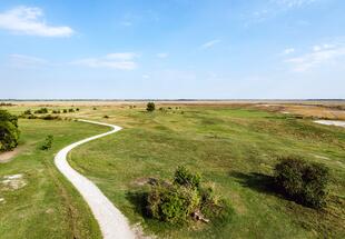 Steppe soweit das Auge reicht: Weideflächen im Seewinkel