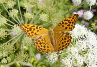 Fliegende Edelsteine - Tagfalter