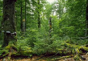 Der Gesäuse-Wald im Klimawandel