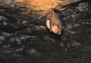 Ein Abend unter Fledermäusen