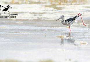 Limikolen und andere Wasservögel