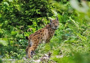 Große Beutegreifer im Nationalpark Kalkalpen