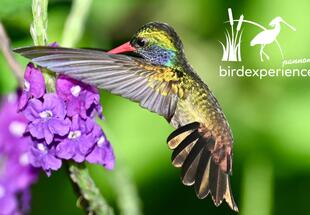 Tukan, Kolibri, Motmot und Co, die Stars der Vogelwelt Costa Ricas