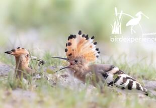 Seewinkelpunk - Der Wiedehopf - AUSGEBUCHT