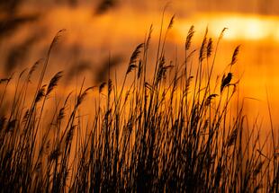 Konzert am frühen Morgen