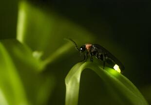 Das magische Leuchten der Glühwürmchen