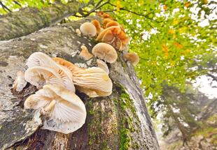 Pilze - Vielfalt im Verborgenen