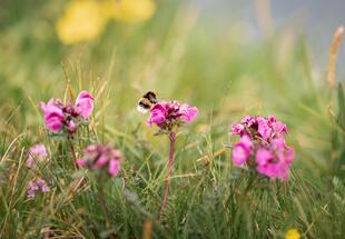 Verbunden Natur erkunden - Artenbestimmung mit dem Smartphone