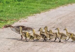 Aus dem Familienleben der Graugans