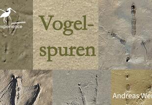Vogelspuren - entdecken und verstehen