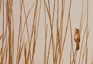 Die Stimmen des Nationalparks