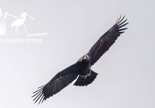 Greifvögel im österreichischen Hanság - AUSGEBUCHT