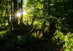 Die Heilkraft des Waldes