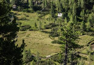 Naturerlebnis Kaponigtal: Moosboden