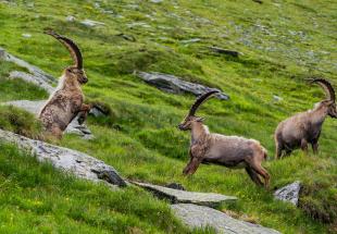 König der Alpen - Steinbockbeobachtung