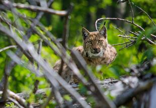 Meister der Tarnung - Luchse im Nationalpark Kalkalpen