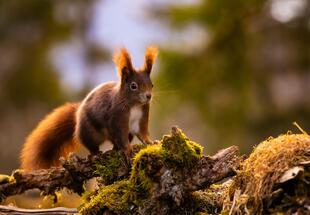 Fotowalk"Naturschätze des Seebachtals"
