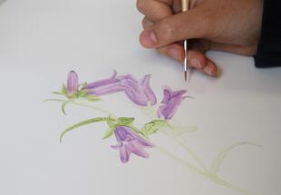 Botanische Illustration im Nationalpark Gesäuse
