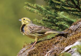 Wer singt denn da? - Vogelstimmen leicht gemacht