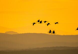 Kraniche & Gänse: Vorboten des Winters