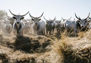Graurind, Wasserbüffel & Co - Weidetiere im Naturschutzeinsatz - Fahrradtour
