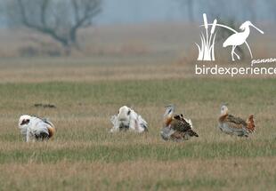 Die Großtrappe im österreichischen Hanság