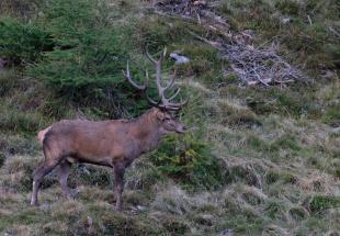 Herbst - Nature Watch von oben - Oberhaus