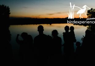 Fledermäuse - Nächtliche Insektenjäger - AUSGEBUCHT