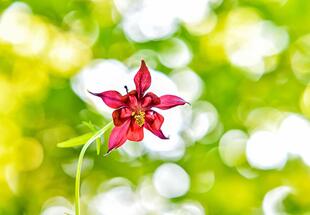 Orchideen und andere Frühlingsblüher