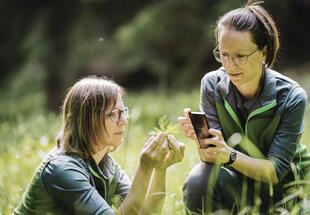 Wettbewerb der Artenvielfalt: City Nature Challenge 2025